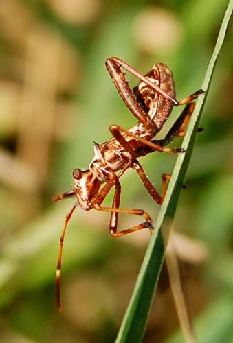 Réf. 190 106 : Camptopus lateralis